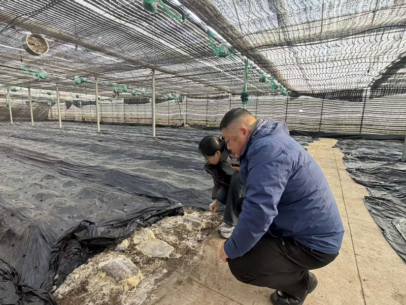 淮安区审计：聚焦特色农业项目 助力乡村振兴