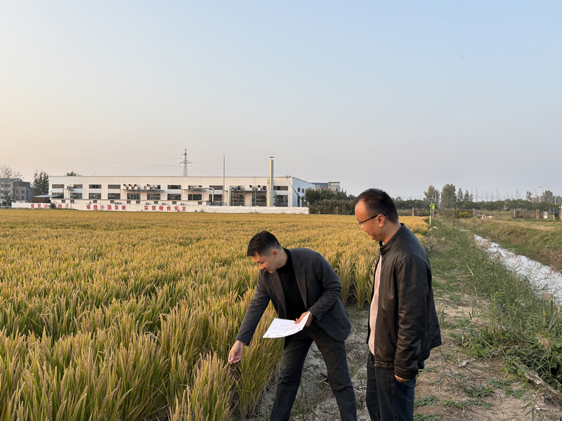 市审计局：护航水稻良种制种基地提档升级