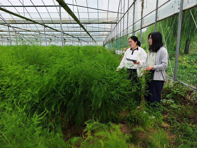 淮安涟水审计：为农业特色产业发展保驾护航